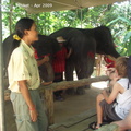 20090417 Half Day Safari - Elephant  42 of 104 